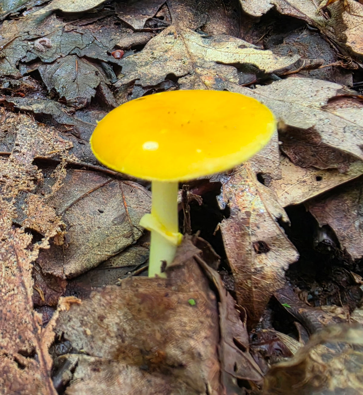 Amanita Flavoconia