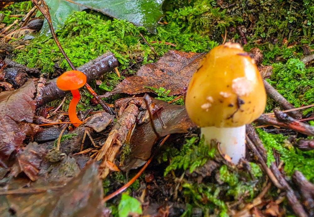 Amanita & Orange Waxcap