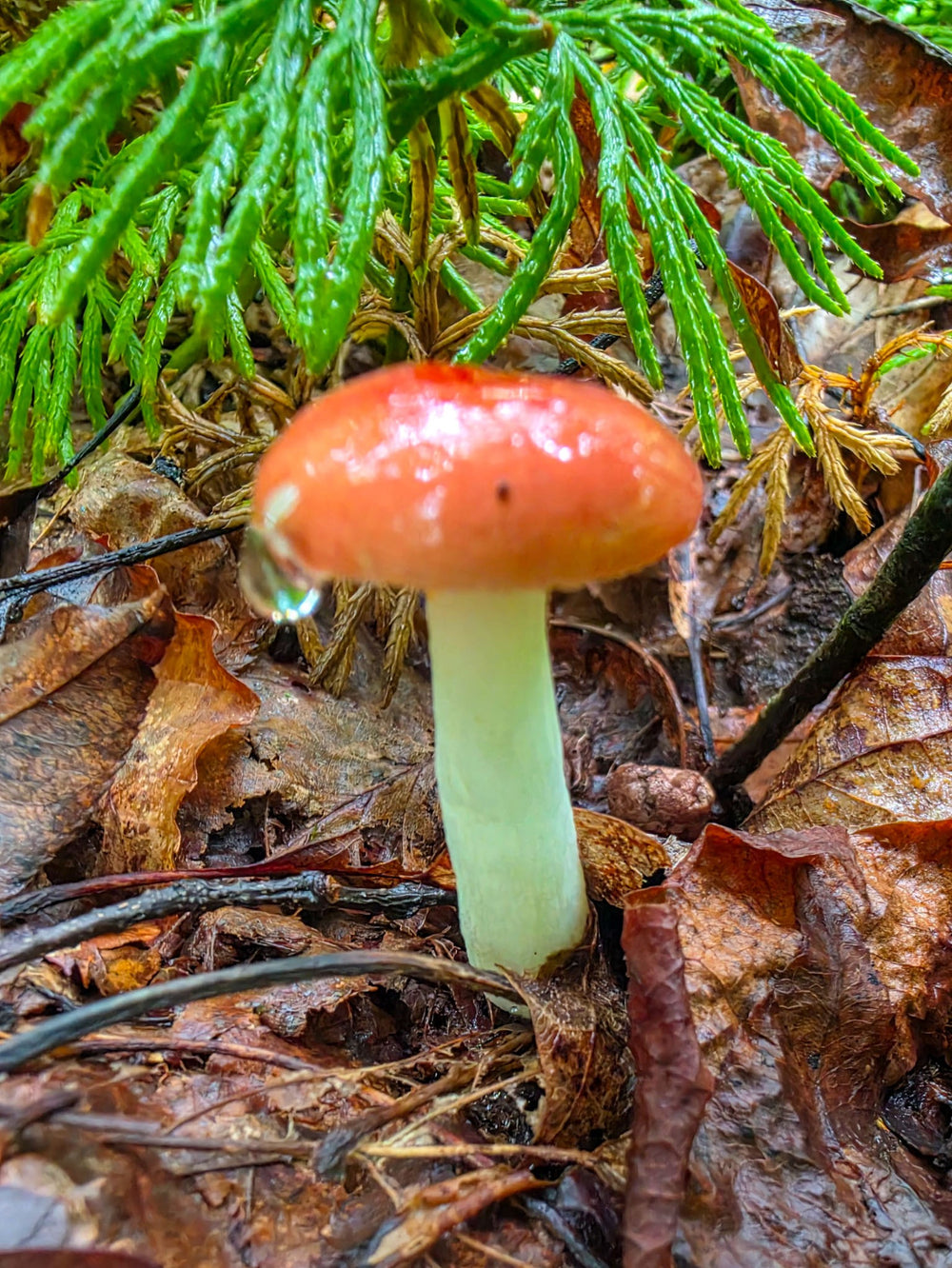 Amanita after the rain