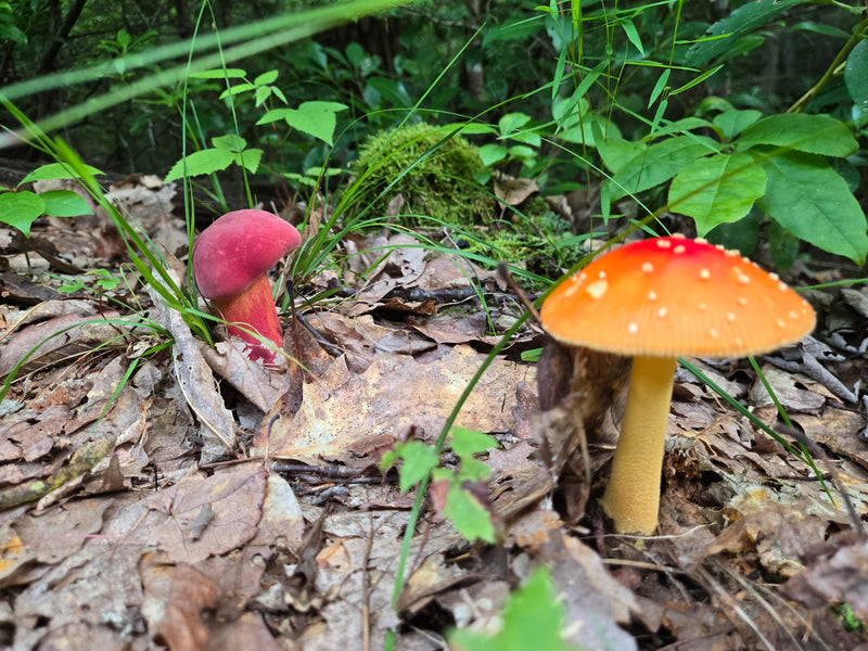 Amanita and Bicolor