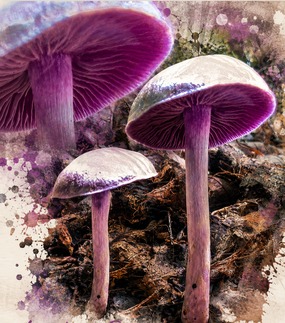 Amethyst Deceiver