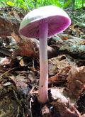 Amethyst Deceiver Gills