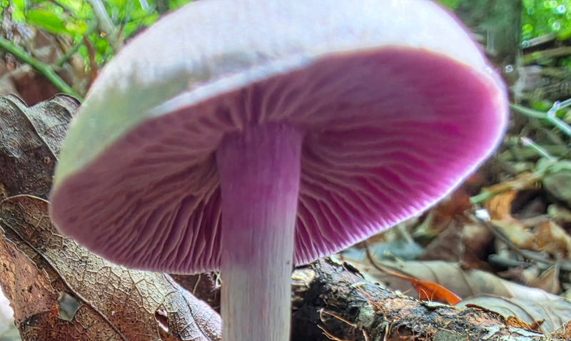Amethyst Deceiver Gills