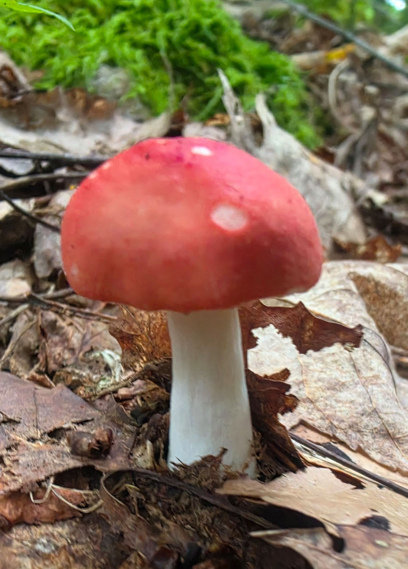 Anemia Redtop