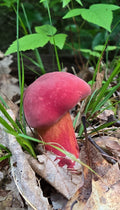 Bicolor Bolete - Mostly Red