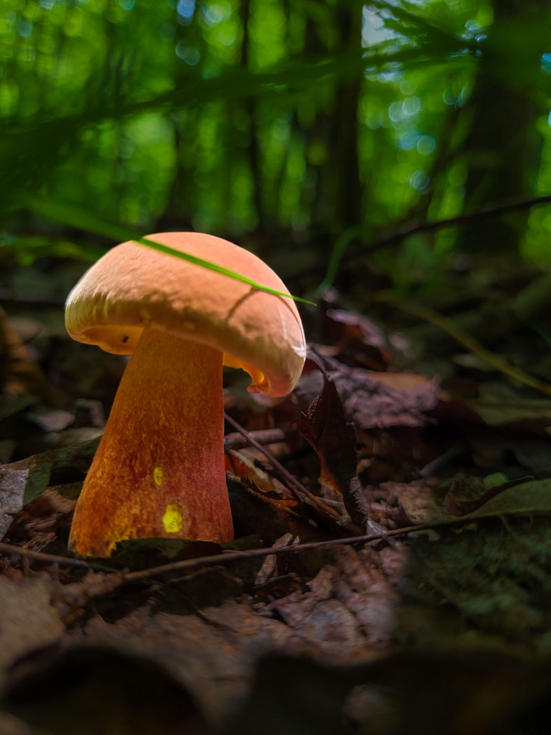 Bicolor Bolete