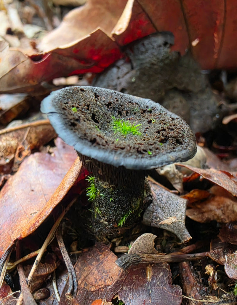 Black Chanterell with Moss