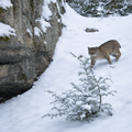Bobcat Winter