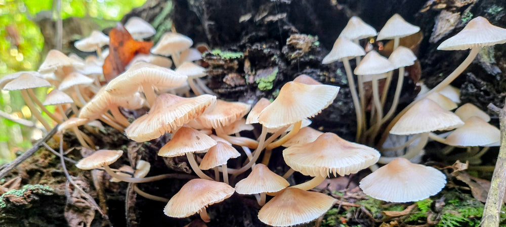 Bonnet Mushrooms - Mycena Galericulata