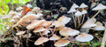 Bonnet Mushrooms - Mycena Galericulata