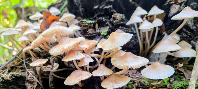 Bonnet Mushrooms - Mycena Galericulata