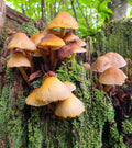 Bonnet on Dead Stump