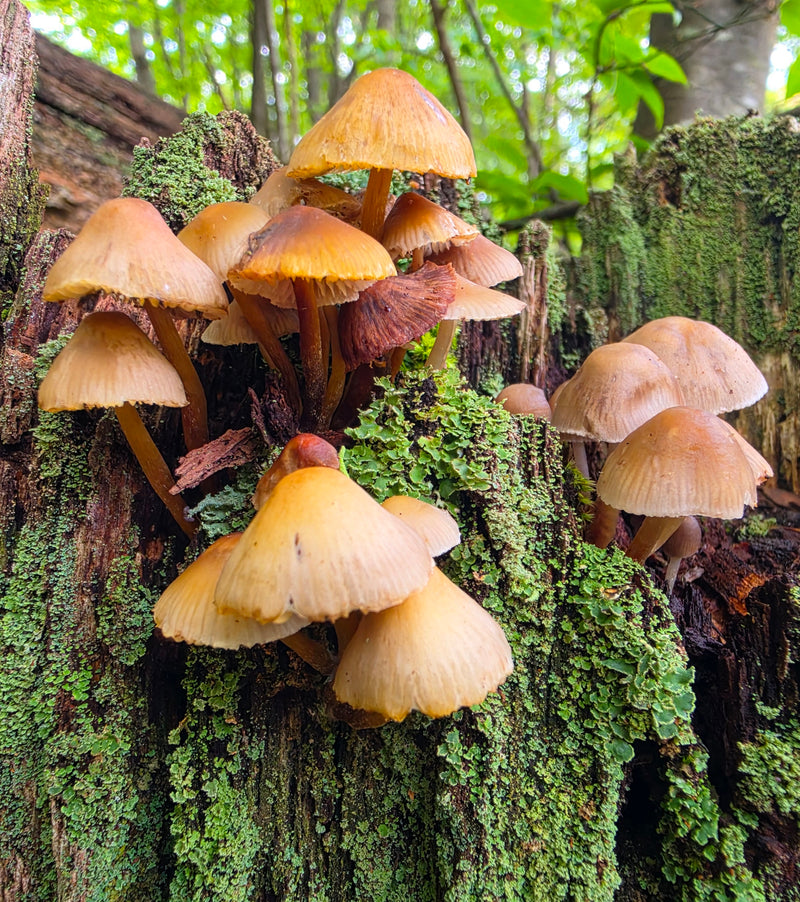 Bonnet on Dead Stump