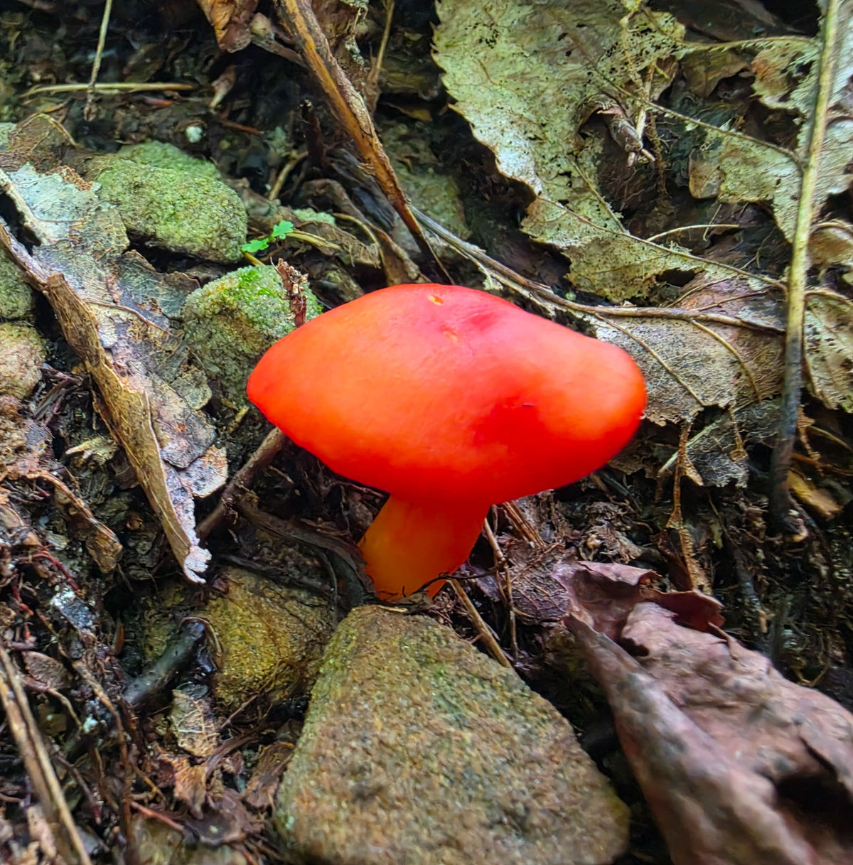 Bright Red