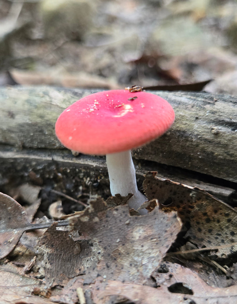 Brittlegill - Russula