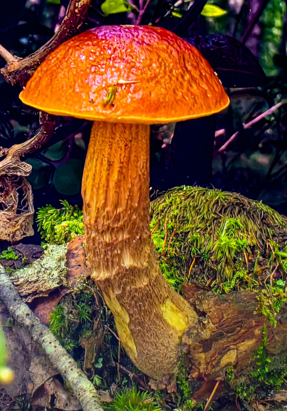 Brown Bolete