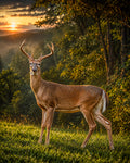 Buck at Sunset