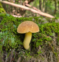 Butter - Foot Bolete