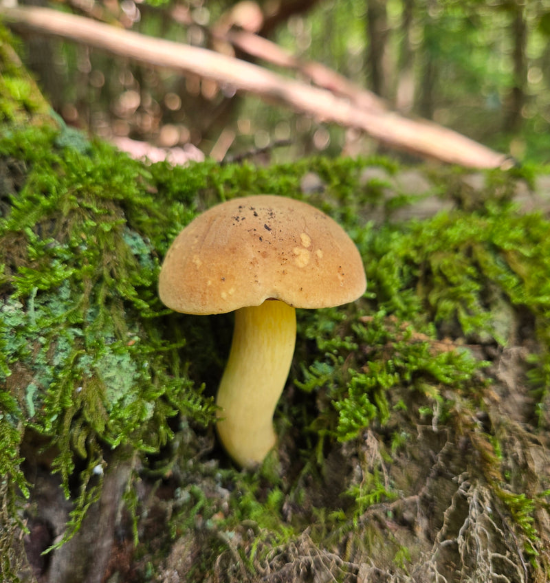 Butter - Foot Bolete