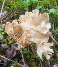 Cauliflower