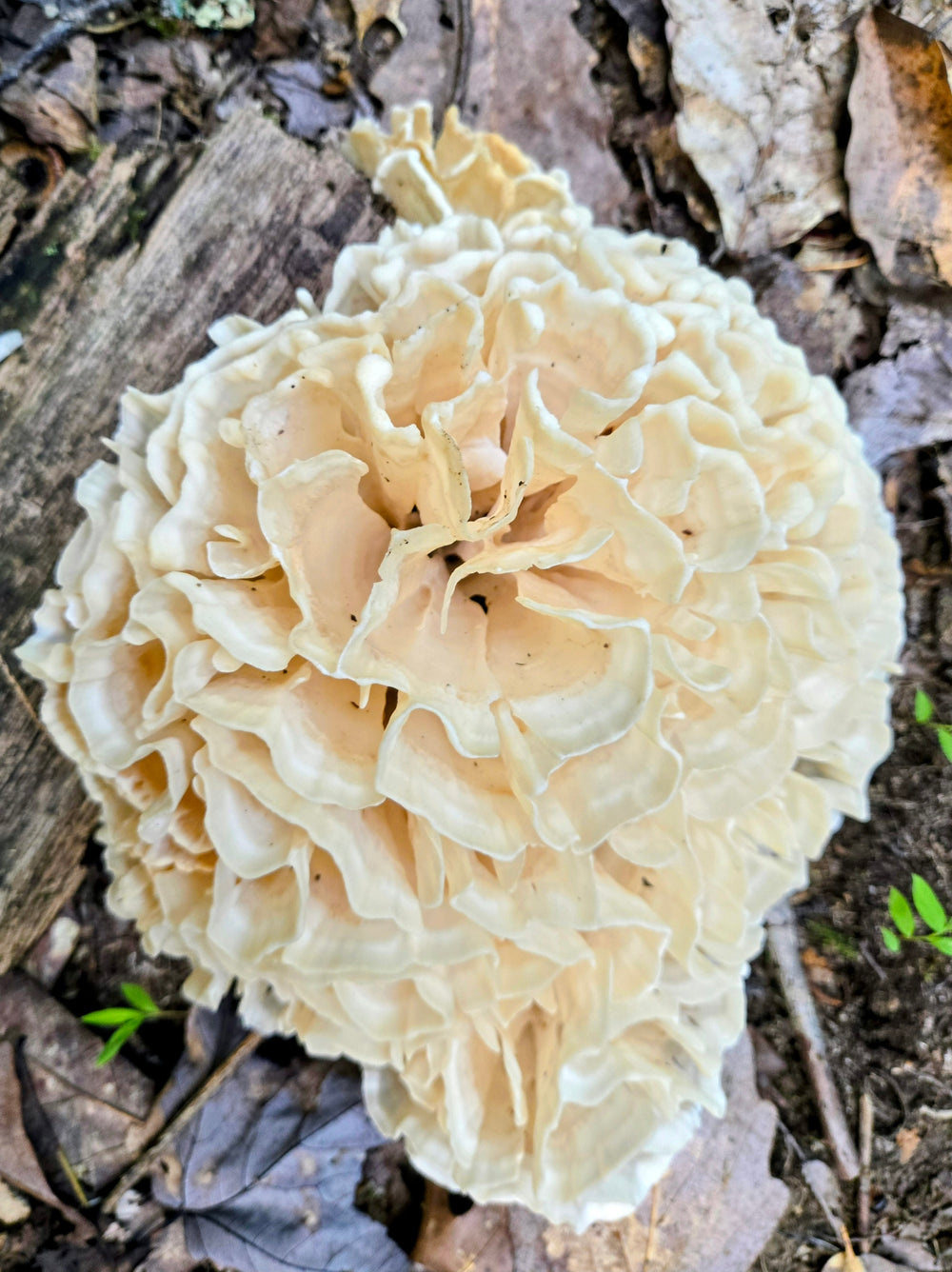 Cauliflower Mushroom