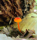 Chanterell Waxcap