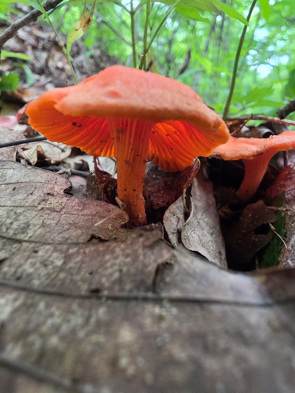 Cinnabar Chanterelle - Cantharellus Cinnabarinus