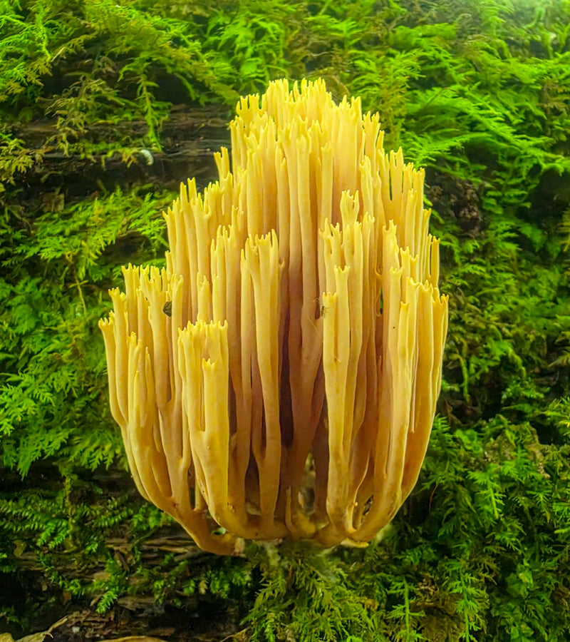 Coral Fungus