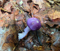 Cortinarius Iodes
