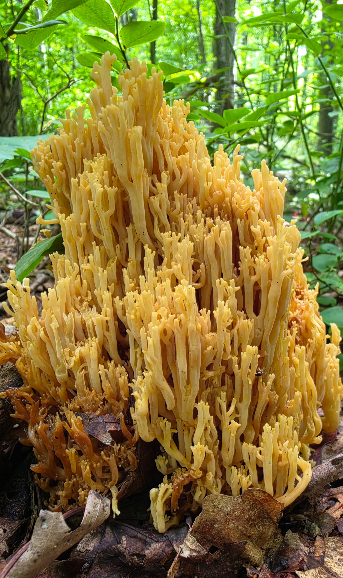 Decaying Coral