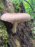 Deer Mushroom - Pluteus Cervinus Complex