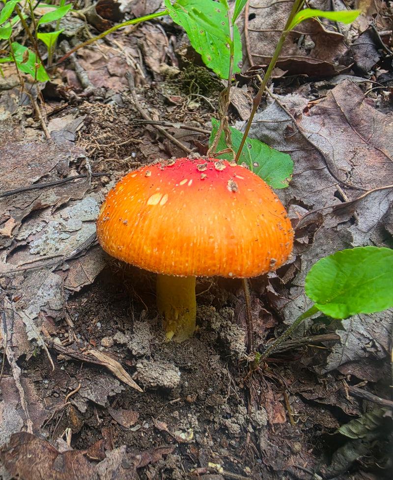 Fairy Tale - Amanita