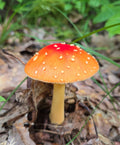 Fairy Tale Mushroom