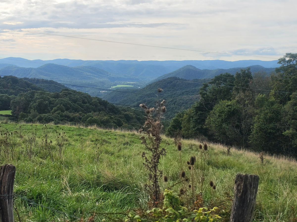 Fenceline View