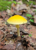 Frost's Amanita Yellow Mushroom