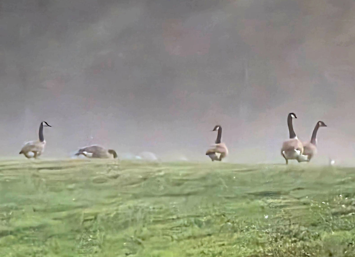 Geese in the Fog