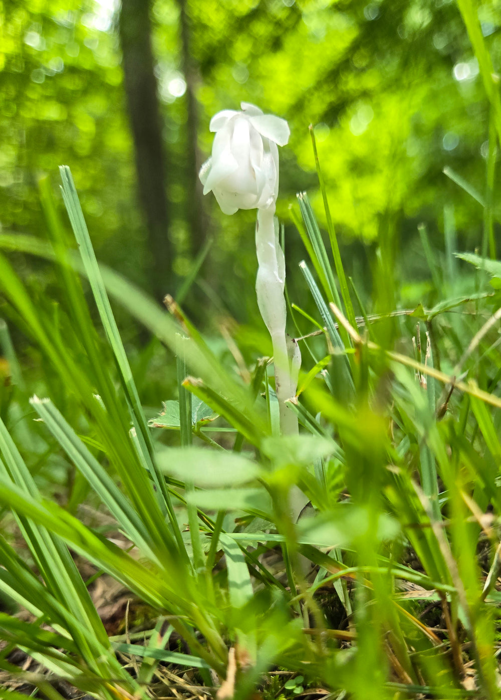 Ghost Pipe