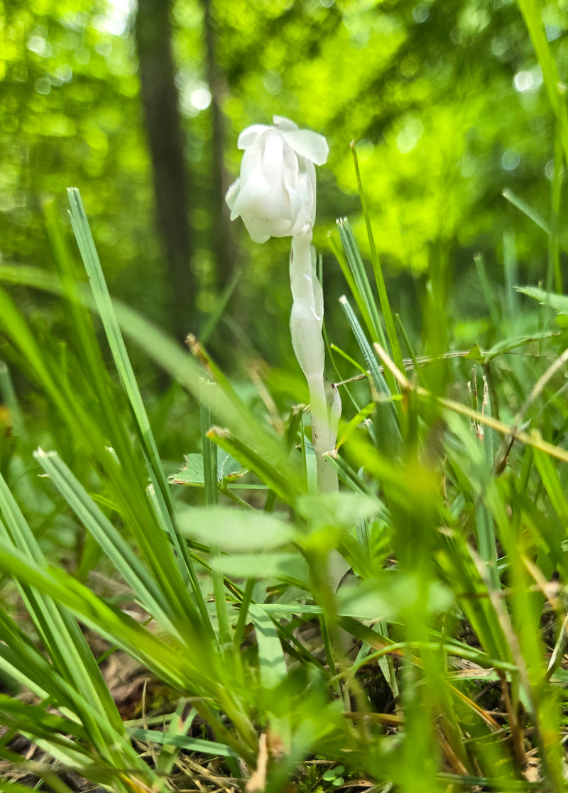 Ghost Pipe