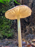 Gills