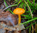 Goblet Waxcap
