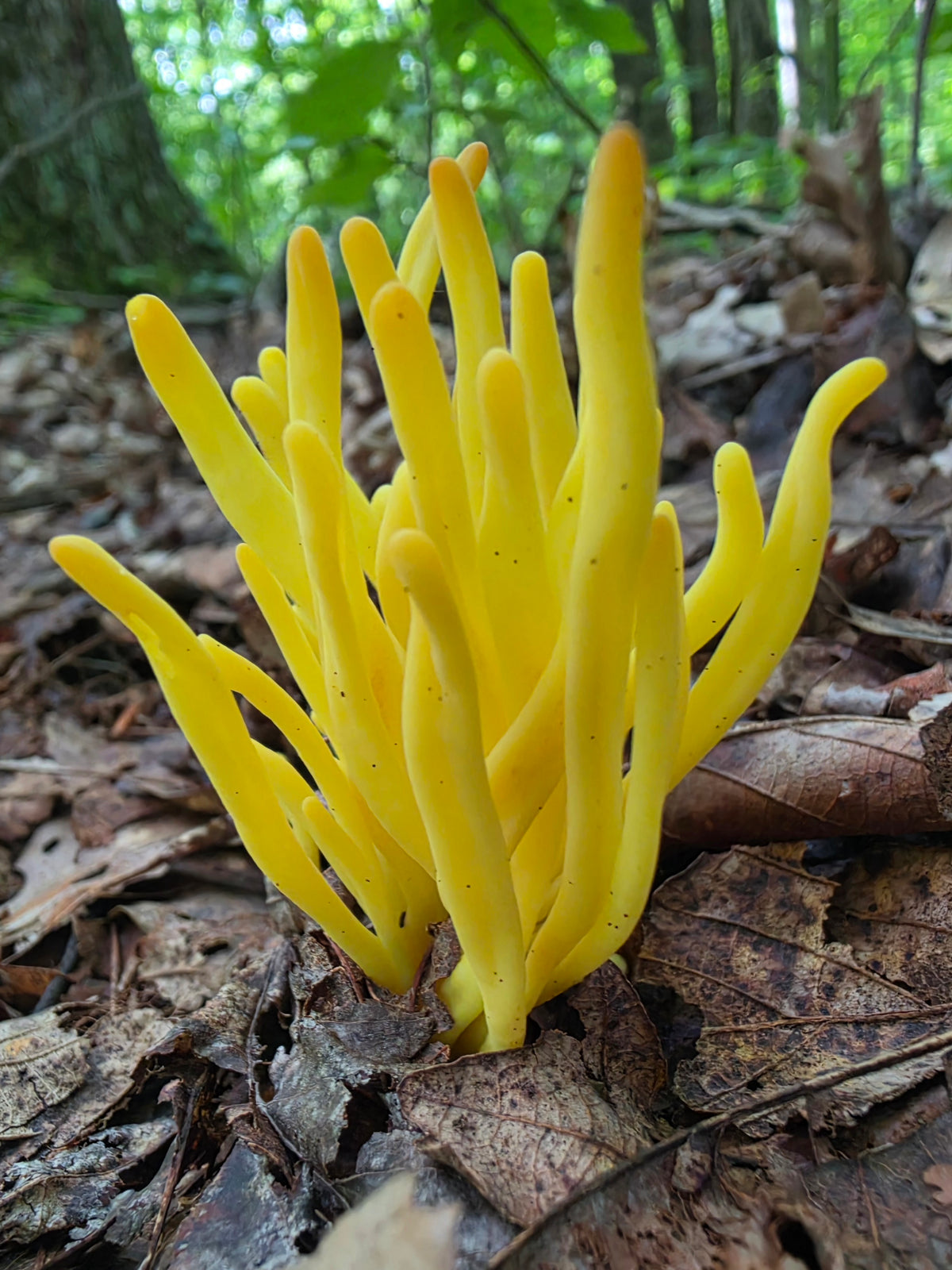 Golden Spindle