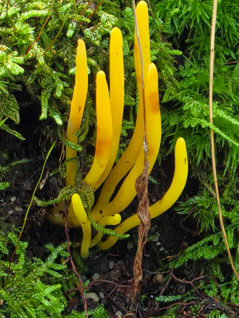 Golden Spindle in Moss