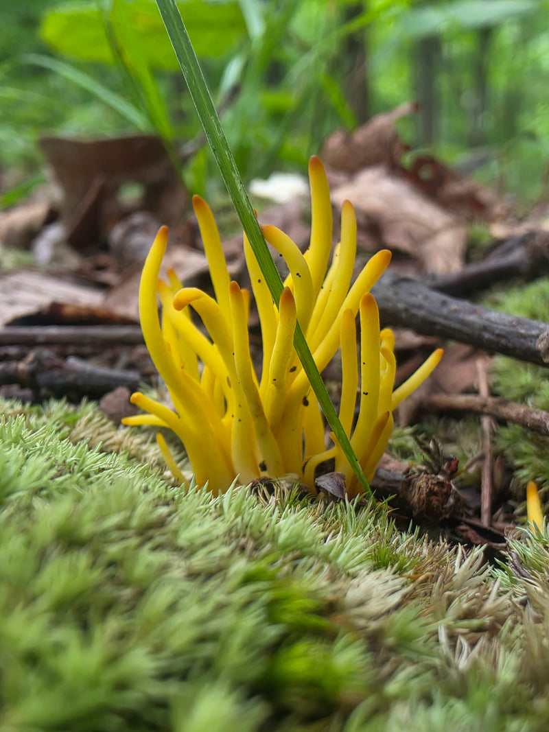 Golden Spindles - Clavulinopsis Fusiformis