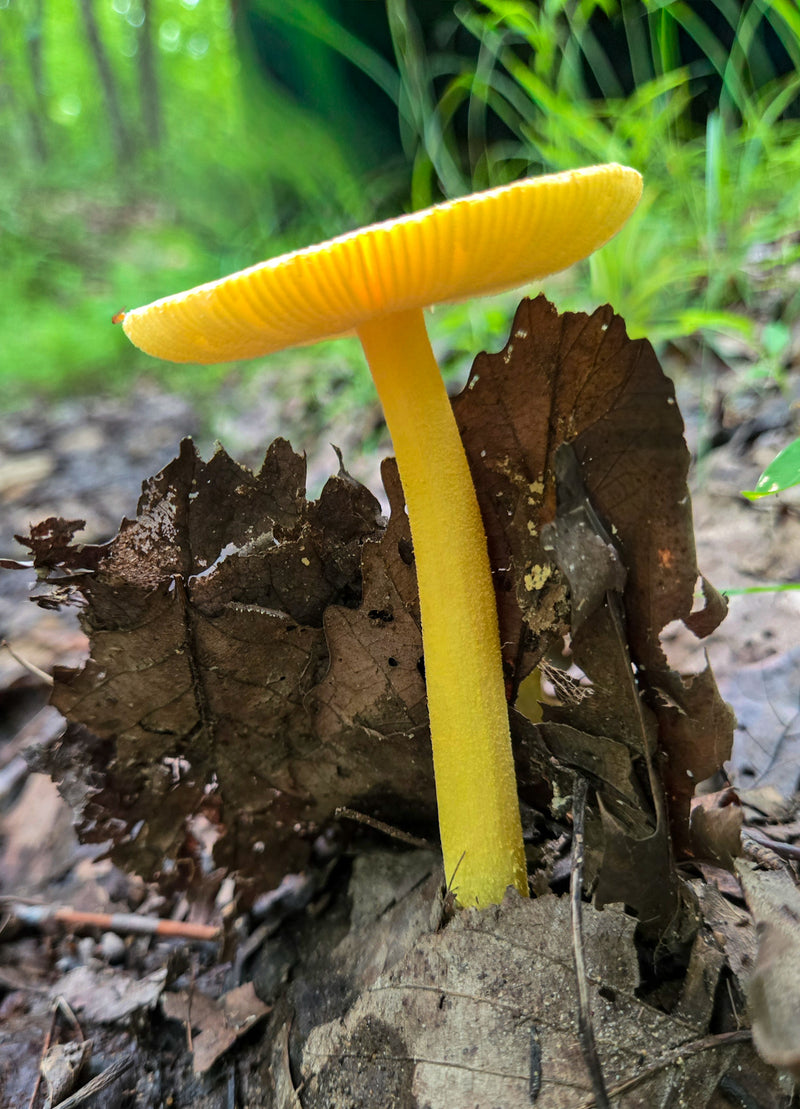 Golden Waxcap