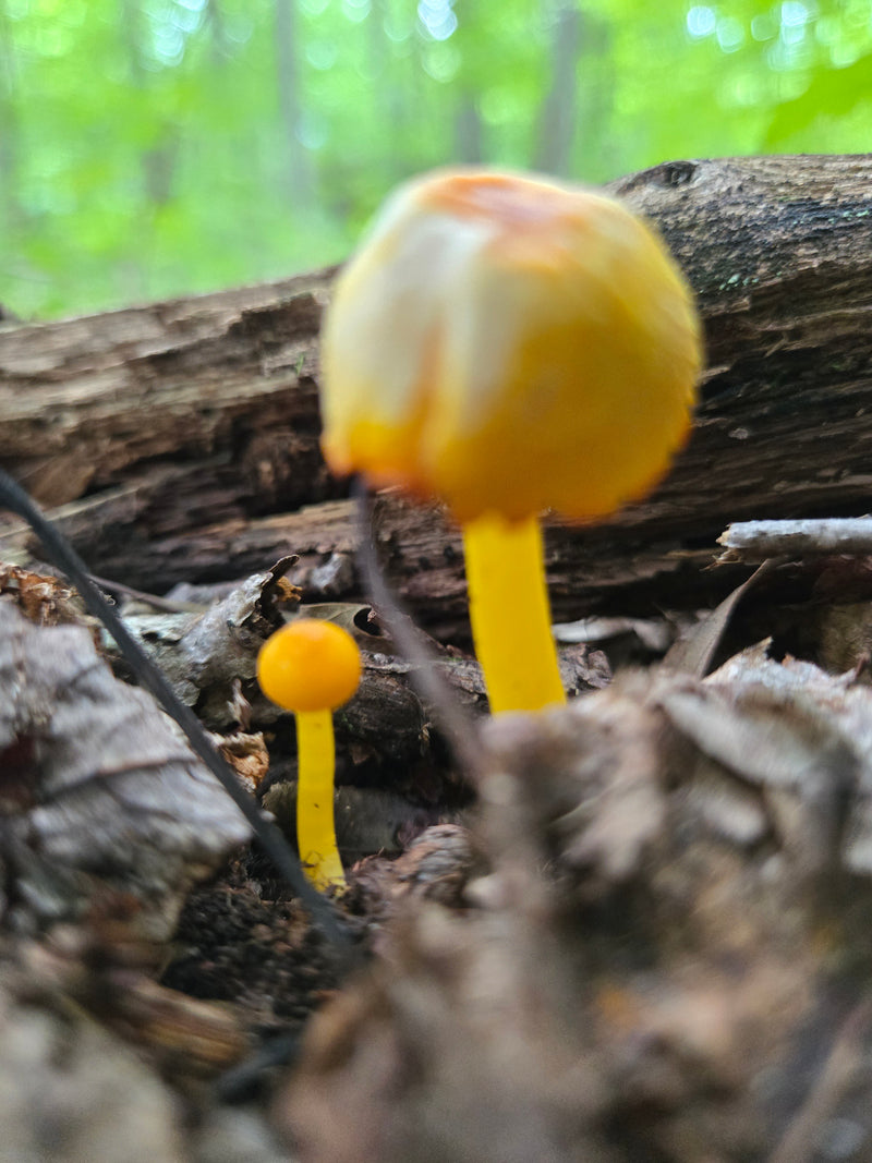 Golden Waxy Cap - Hygrocybe Flavescens