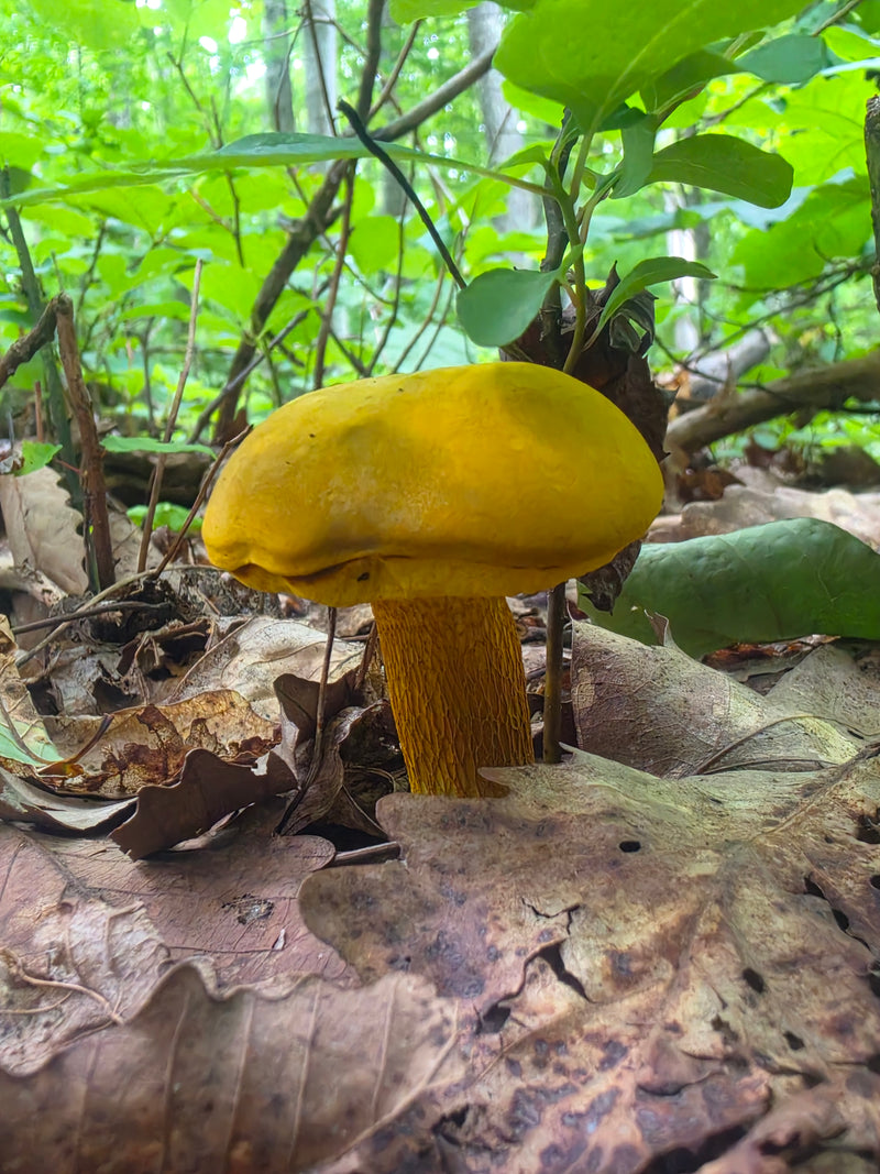 Goldstalk - Retiboletus Ornatipes