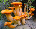 Group of Jacks