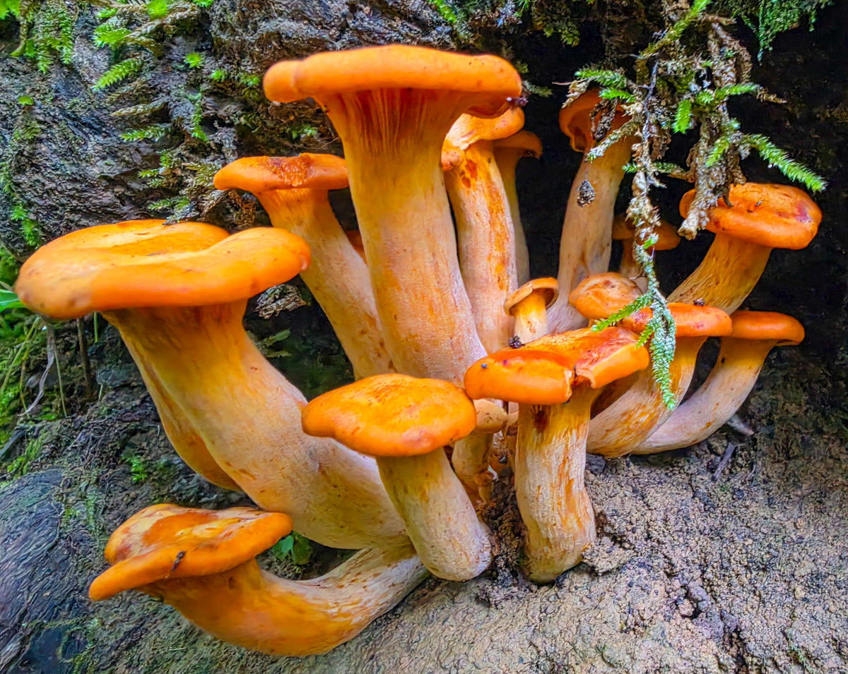 Group of Jacks