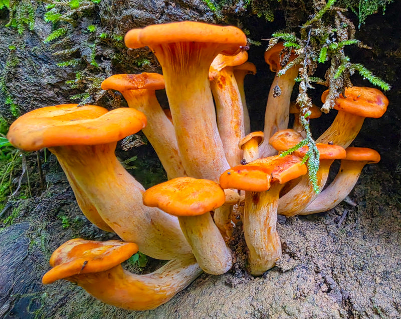 Group of Jacks