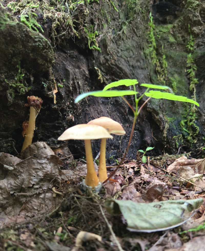 Honey Mushroom